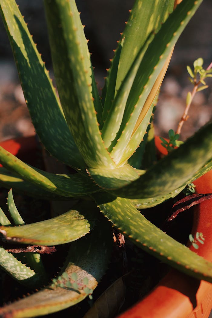 Green Plant in Close Up Photography